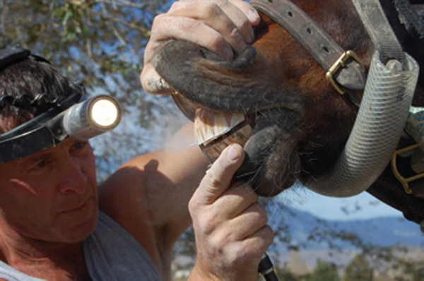 Horse Dentist